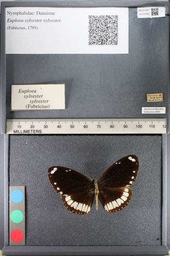 Media type: image;   Entomology 137942